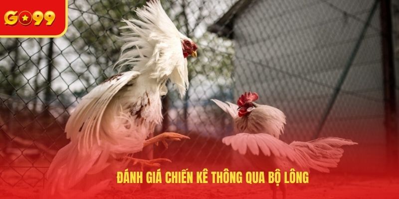 Đánh giá chiến kê thông qua bộ lông
